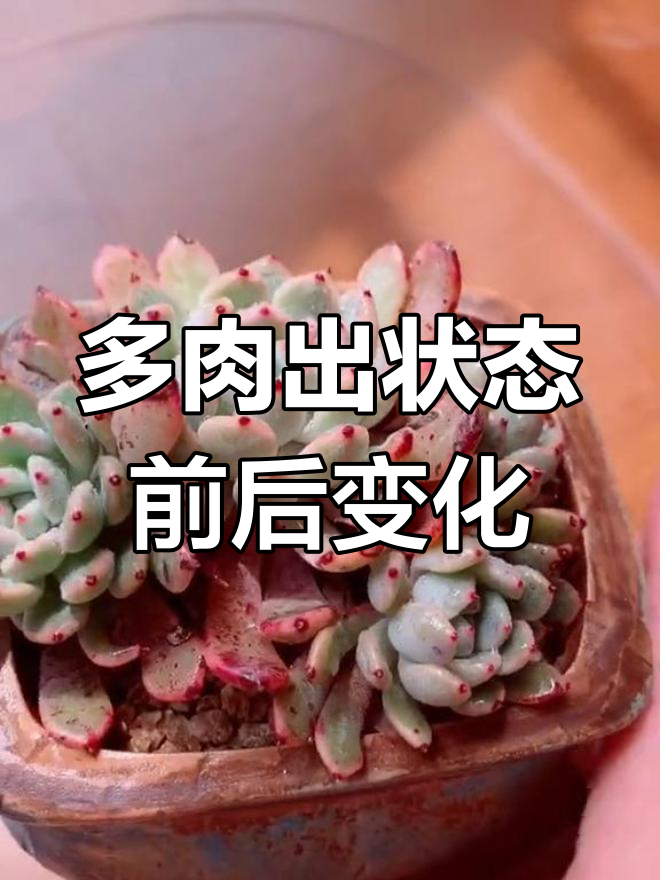 雪爪多肉状态对比,差异显著