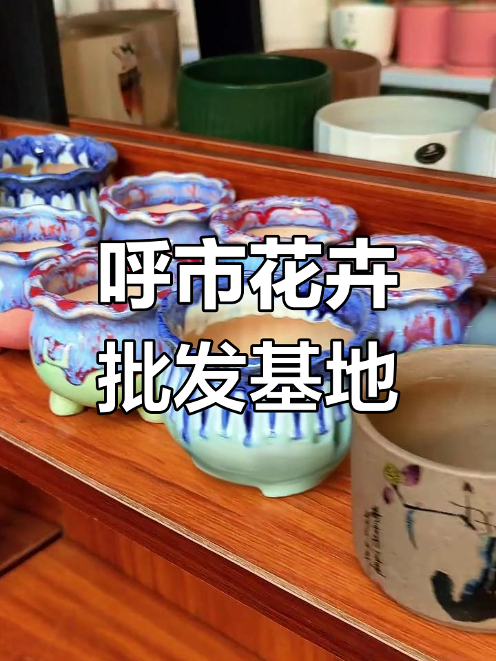 隐藏在建材市场中的花卉批发基地,绿植多肉一应俱全