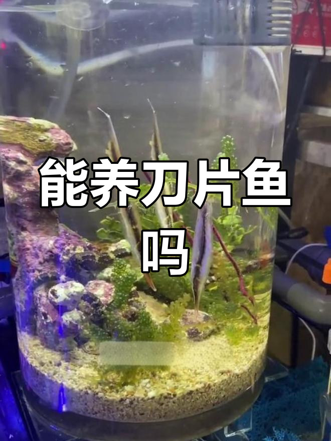刀片鱼能养活吗?珊瑚礁小型的倒立神秘生物