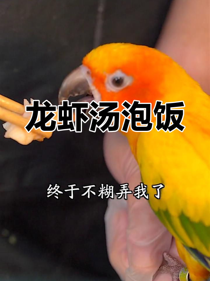 波士顿龙虾汤泡饭,鲜美至极