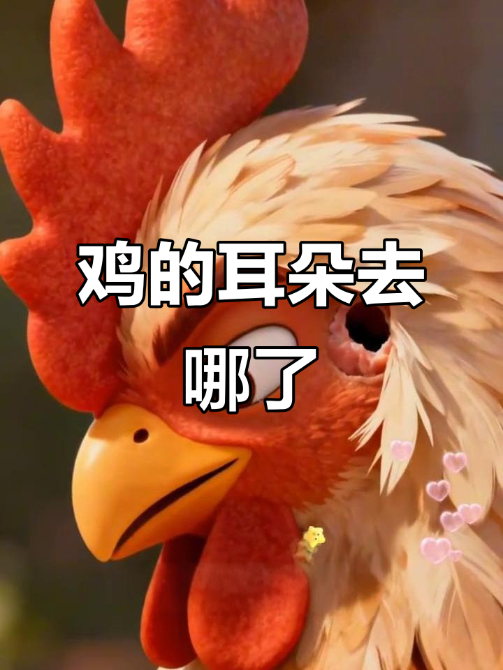 为什么鸡没有耳朵？原来它们藏起来了！