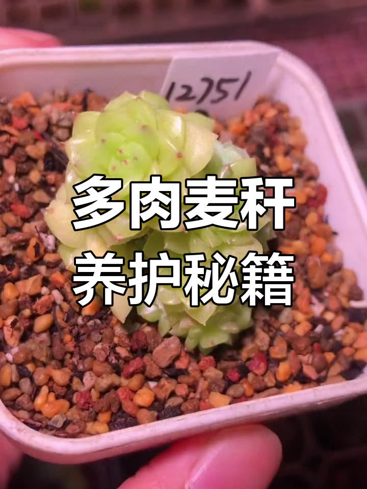 麦秆多肉养护全攻略:光照、浇水与低温技巧