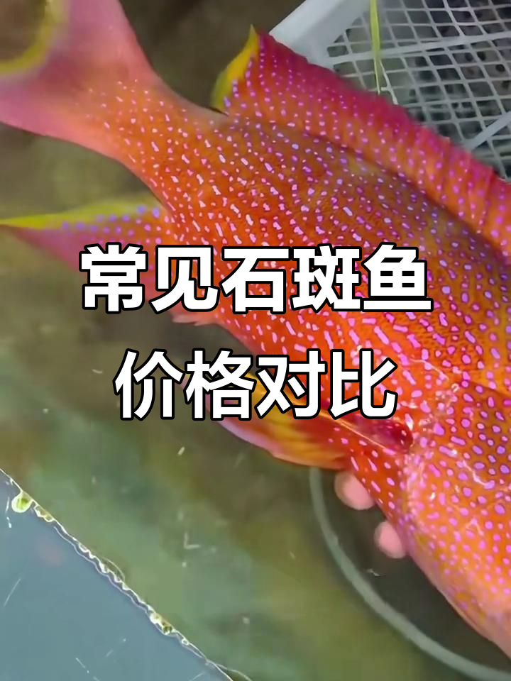石斑鱼大揭秘:从芝麻到皇帝,各种石斑价格全解析