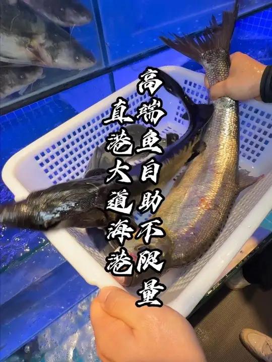 鲟鱼,翘壳,江团十几种高端鱼自助不限量,关键开业价格好划算