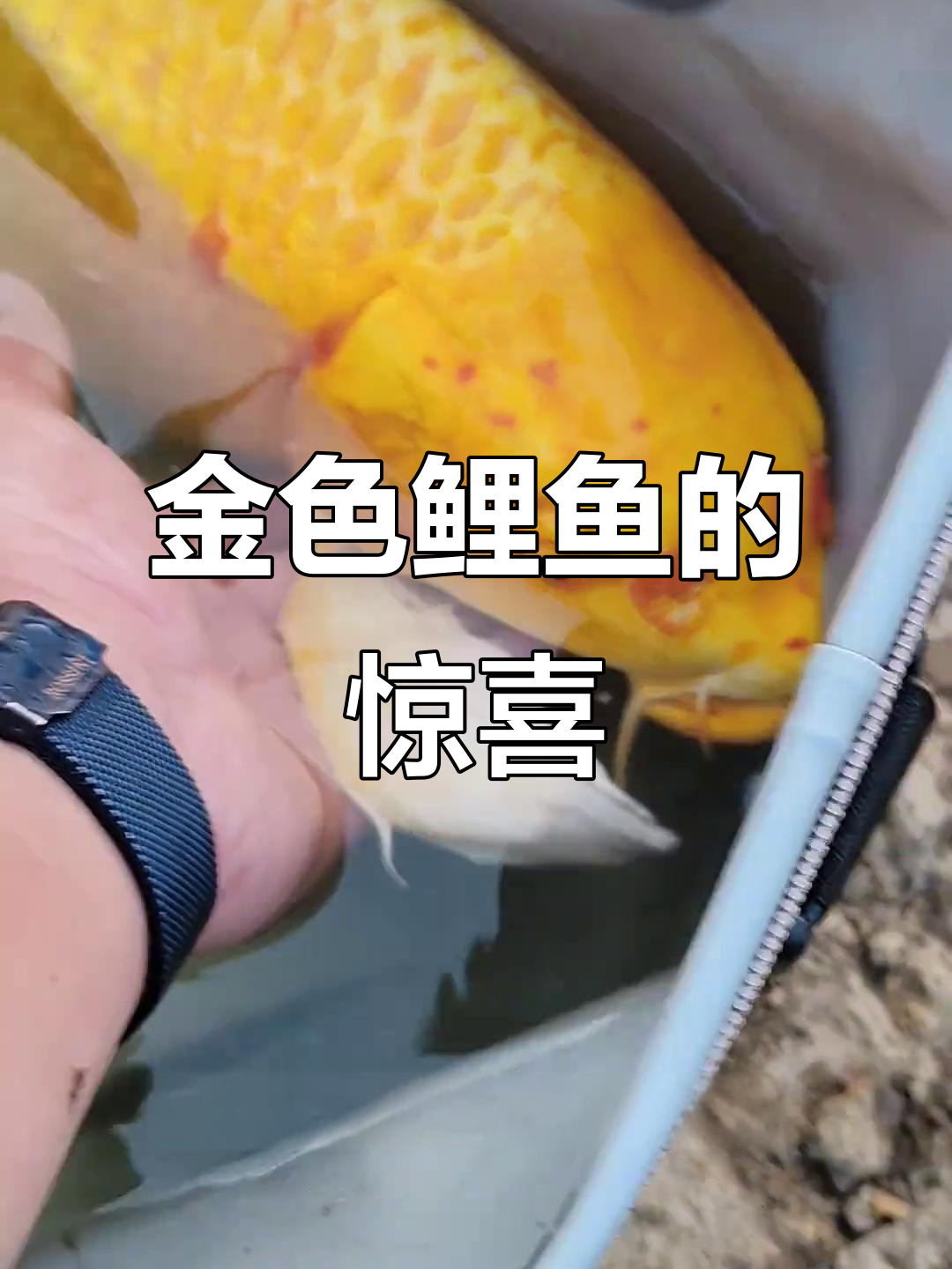 钓到金色鲤鱼,激动到手抖!怎么办?