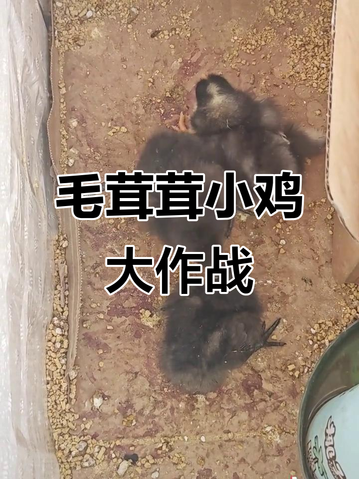 小鸡仔的搞笑日常,妈妈爸爸忙不停