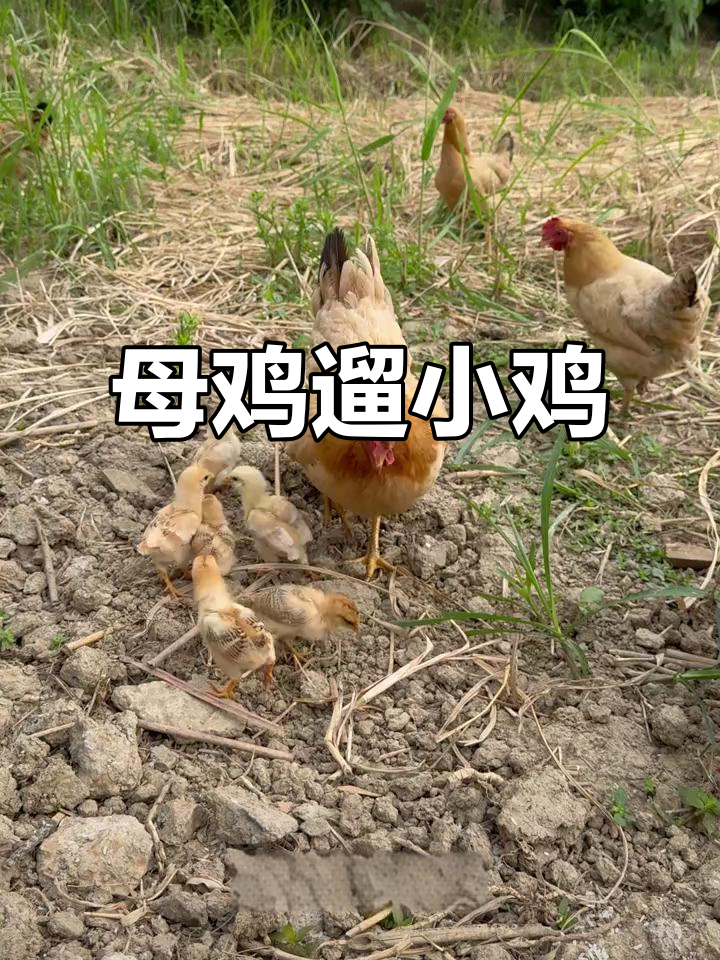 母鸡带小鸡散步，保护地盘不容侵犯