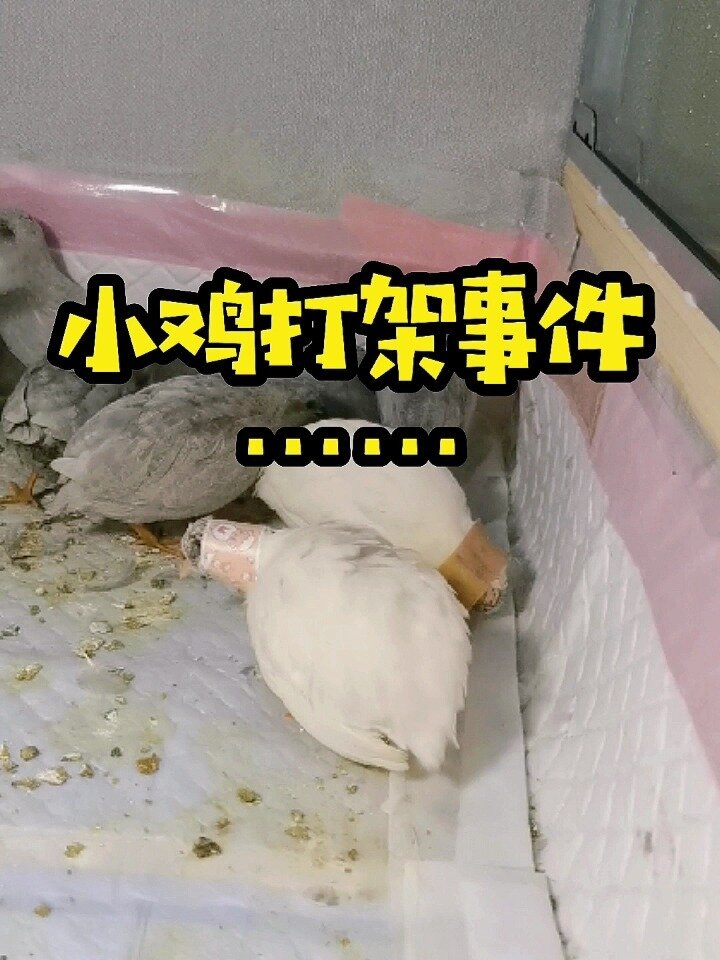小鸡总打架怎么办?