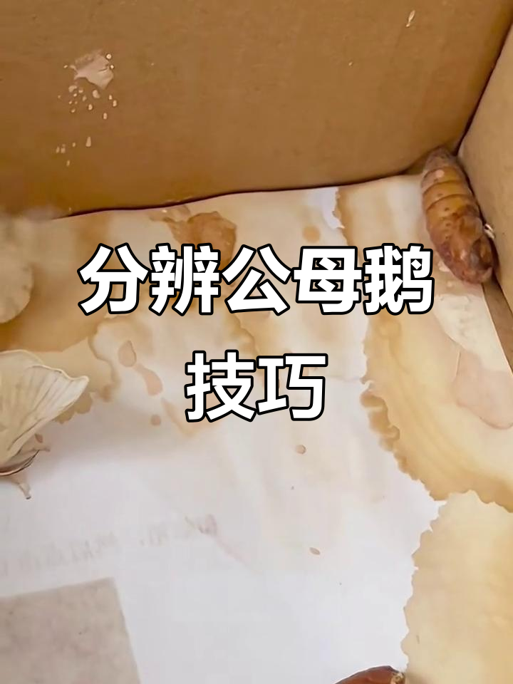 公母鹅如何区分?从体型到触角全解析