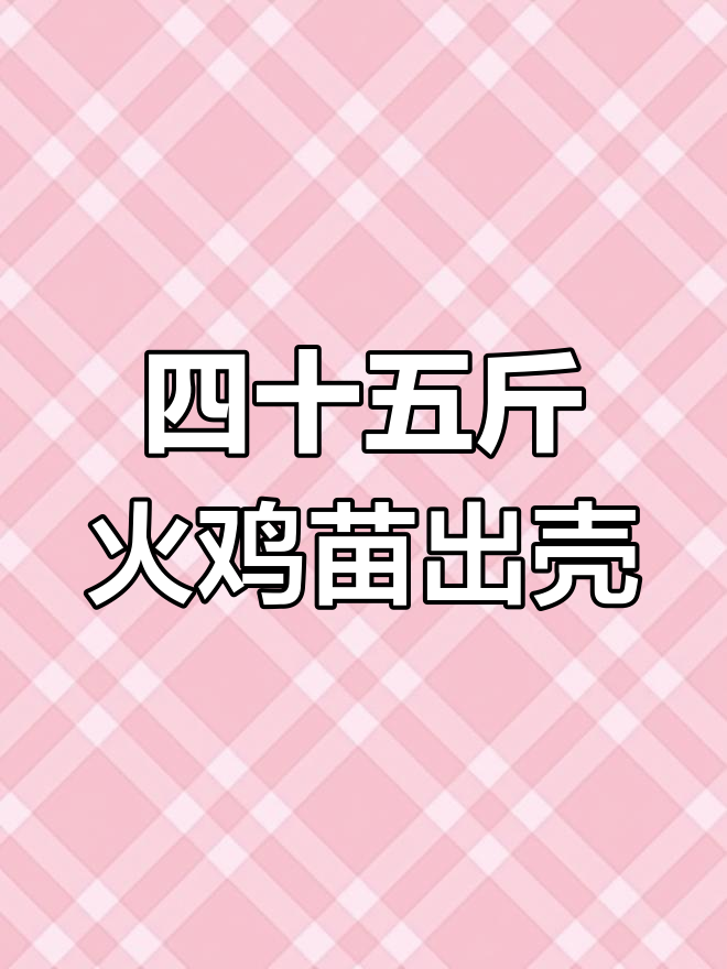 体重45斤的火鸡苗,五个月就能长成巨无霸
