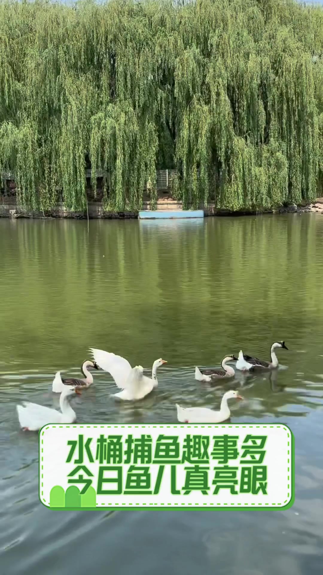 水桶捕鱼趣事多,今日鱼儿真亮眼