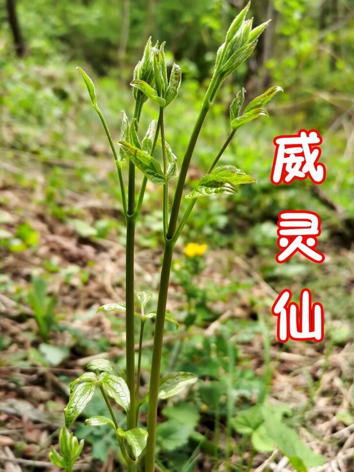 威灵仙,根是药材,嫩茎还可以做为野菜食用