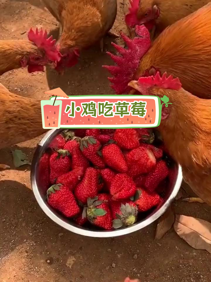 草莓吃不完,母鸡也尝鲜