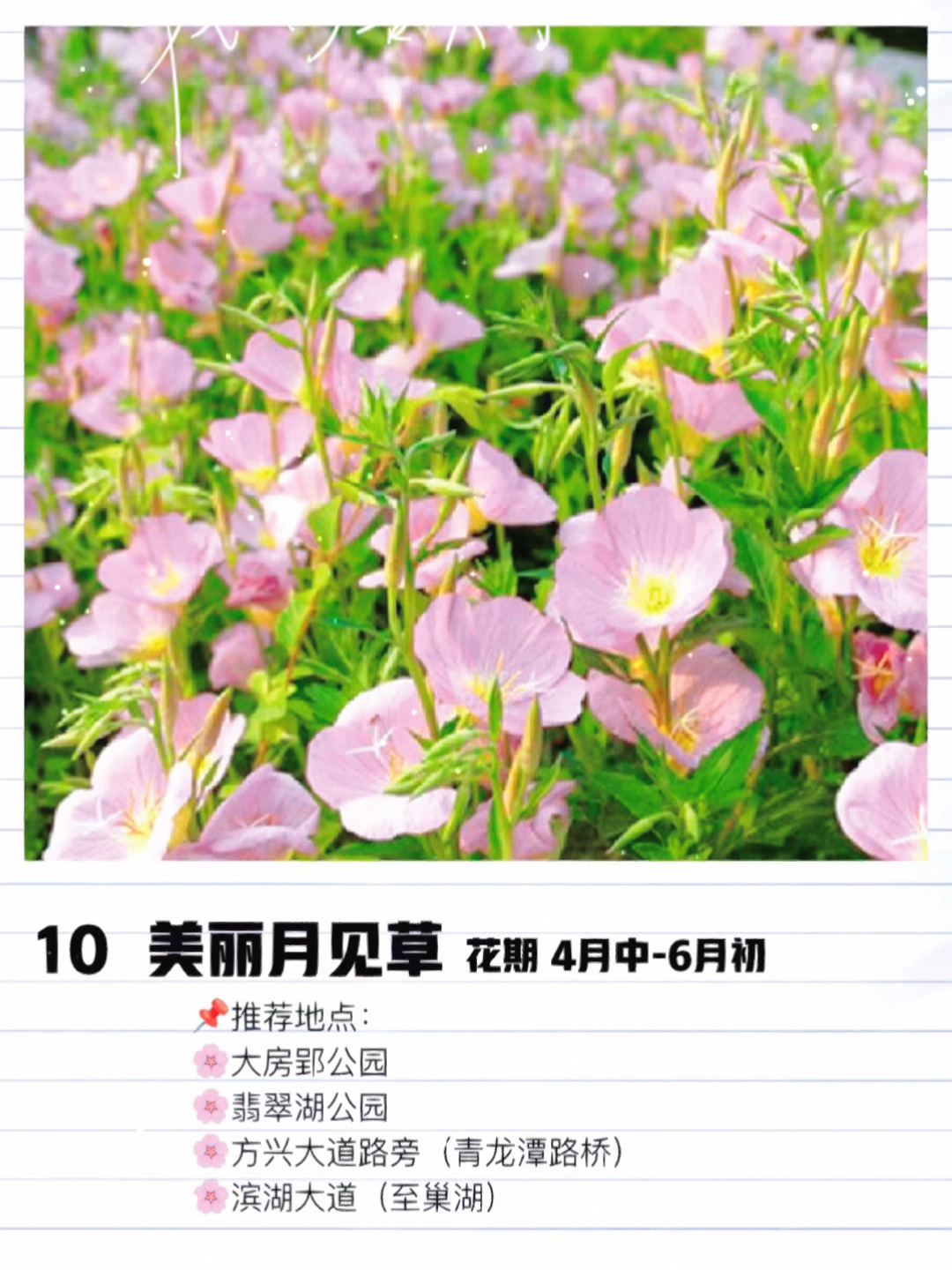 合肥三月赏花攻略,这三个地方你一定要去!