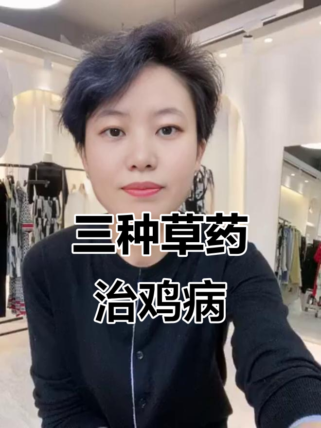 散养鸡常见疾病轻松解决,三种草药帮你搞定