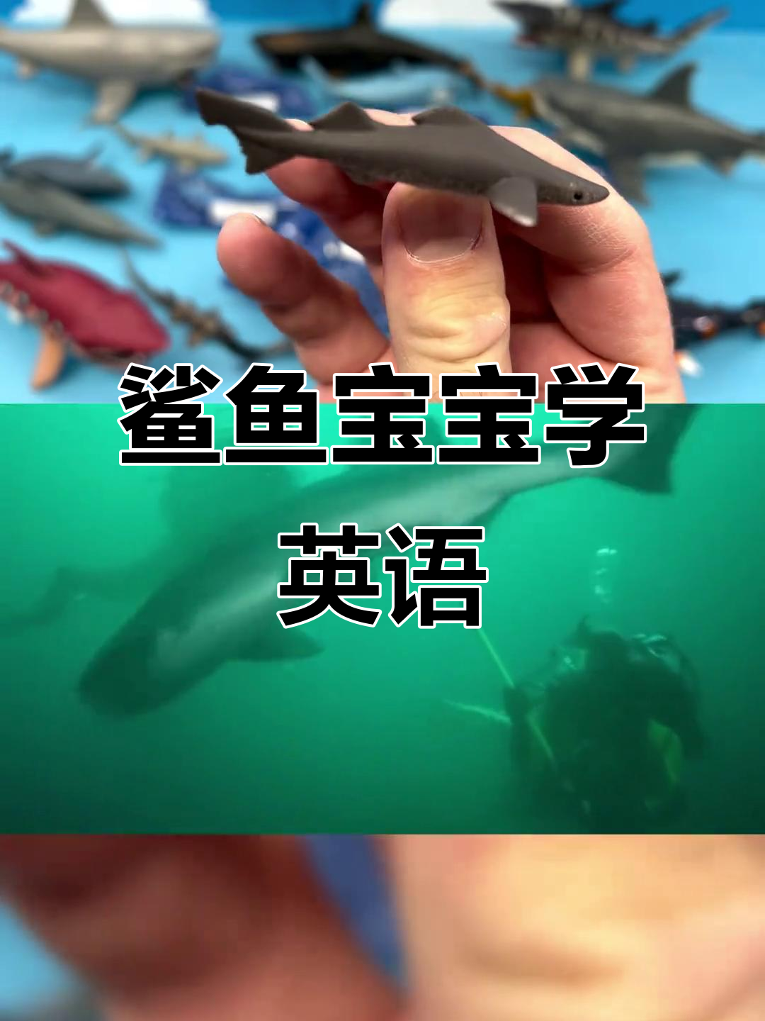 鲨鱼宝宝英语大冒险,带你一起探索海洋世界