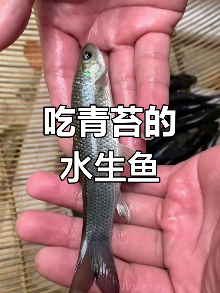 青龙斑鱼:青苔水草的克星