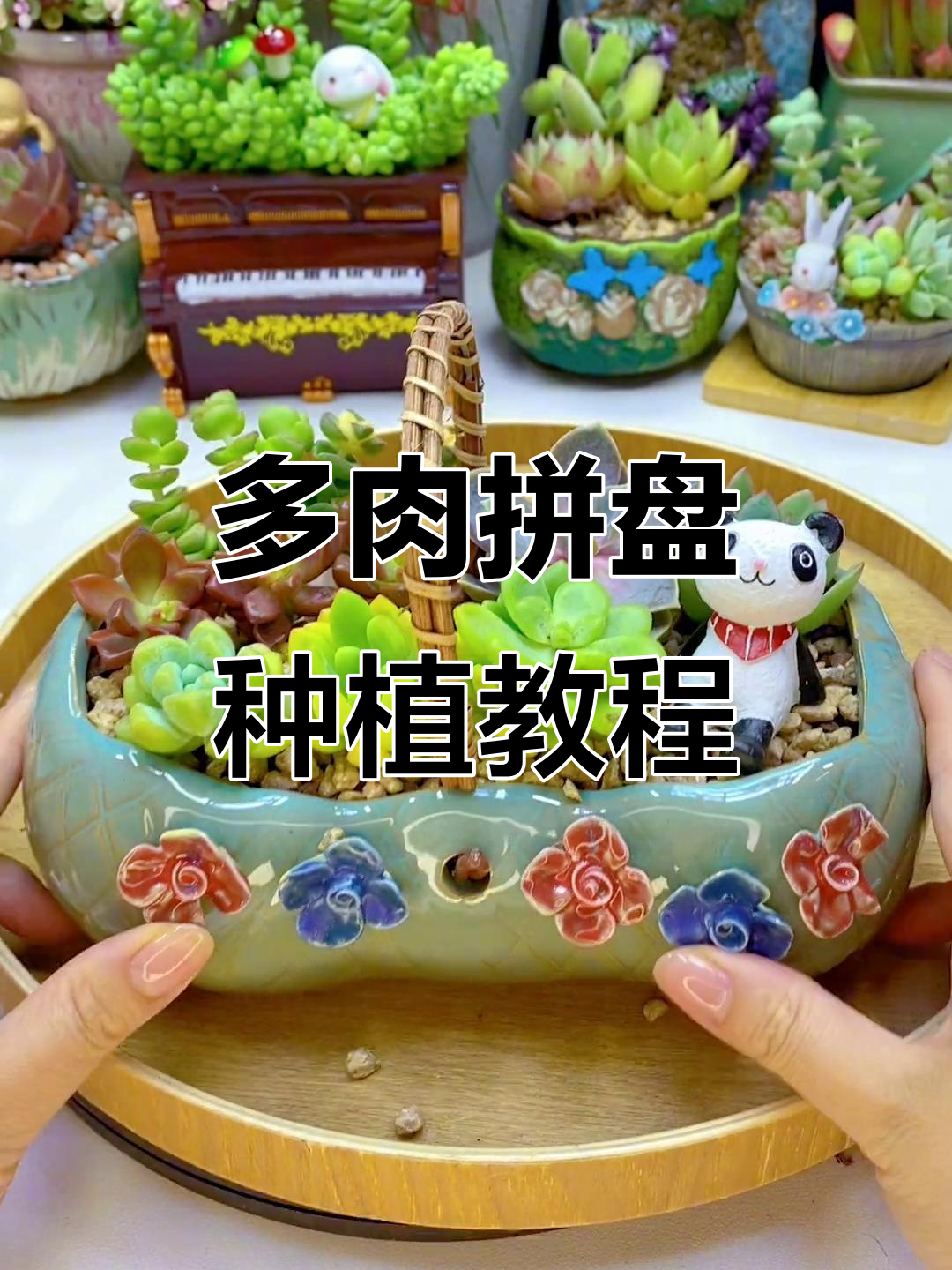 如何打造多肉拼盘，轻松学会这些技巧