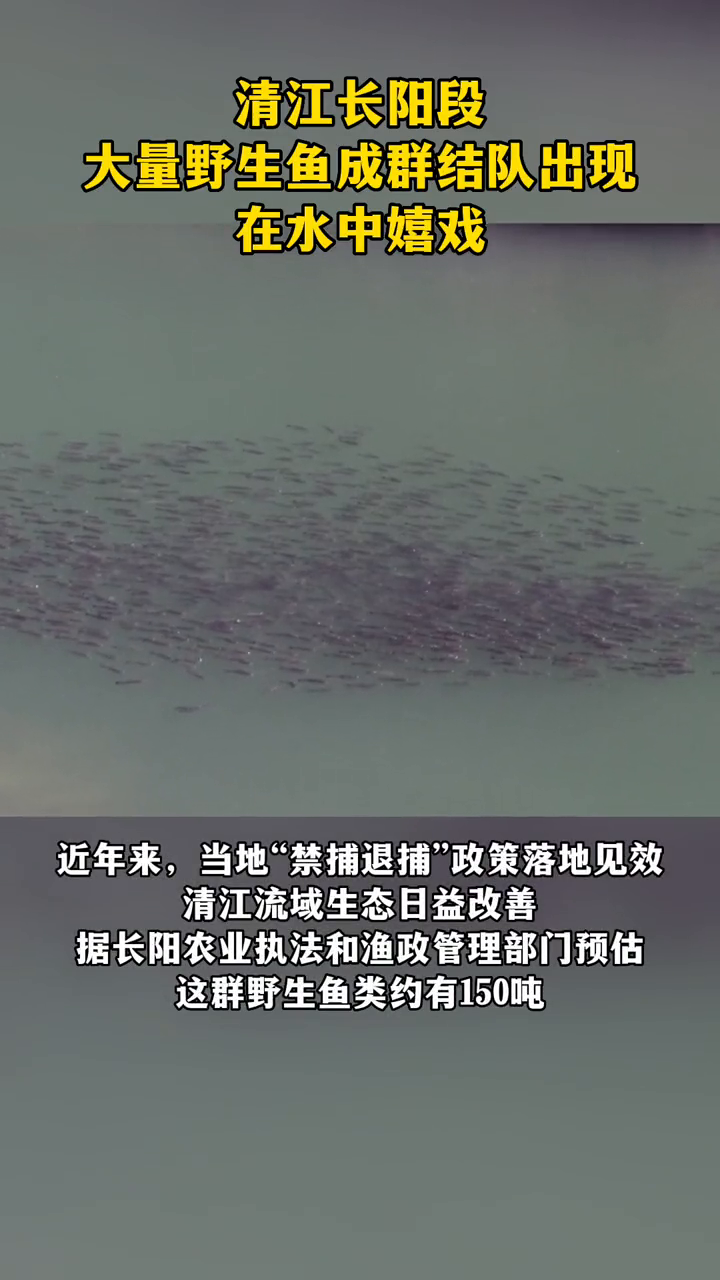 禁渔有成效!大量野生鱼群结队出现,在水中嬉戏