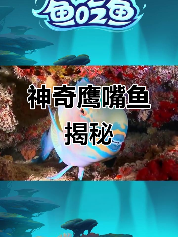 鹰嘴鱼:珊瑚礁的守护者与性别转变之谜