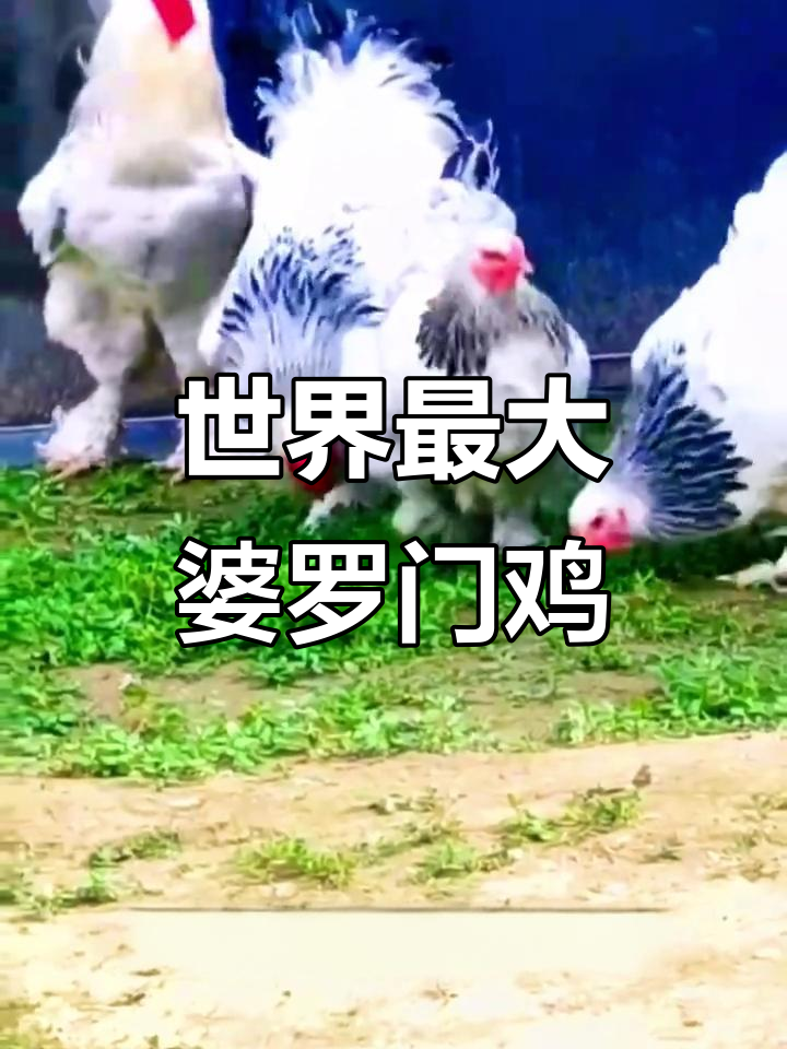 婆罗门鸡:世界上最大的温顺家禽,过年你打算怎么吃?