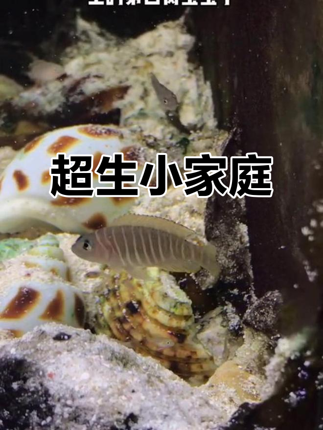 模范夫妻再添新丁,斑马鱼宝宝数量惊人