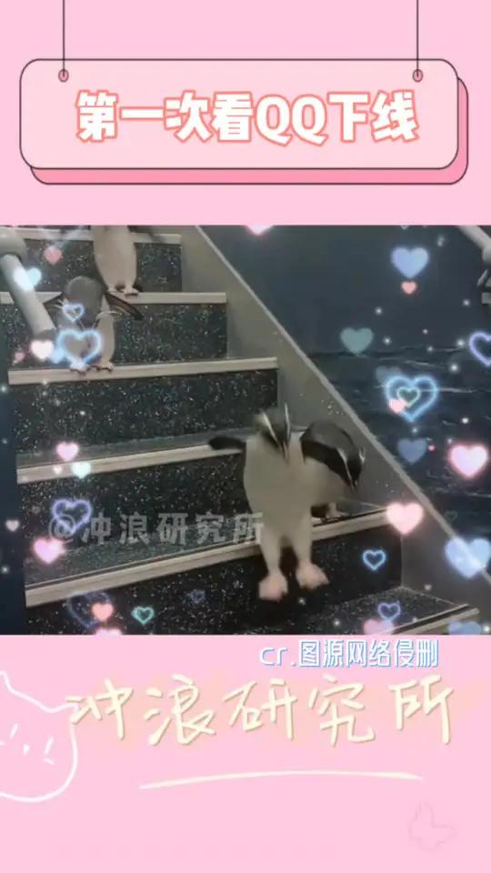 好可爱的QQ啊 企鹅 可爱的人总是发现可爱的事 娱乐评论大赏