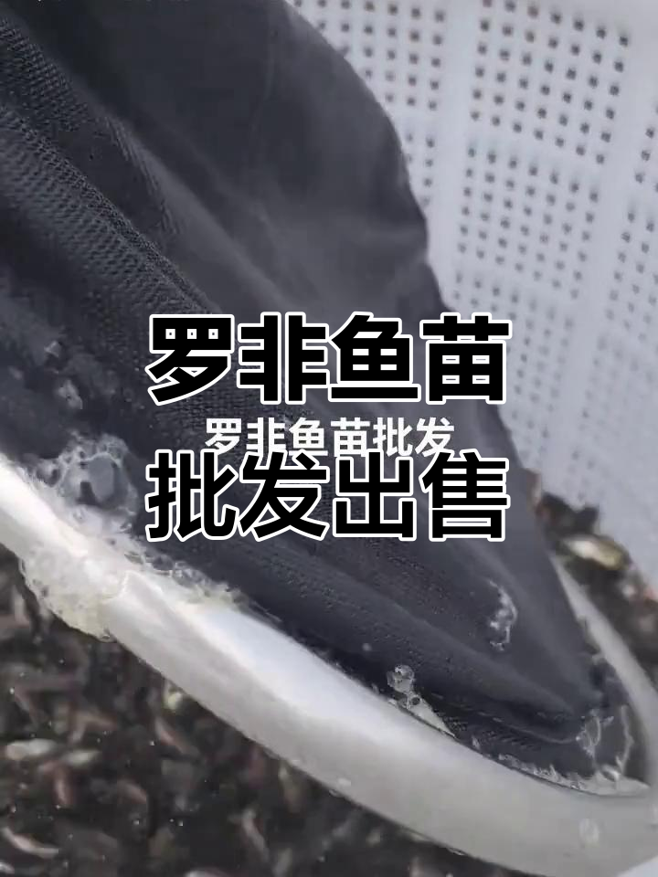 深圳鱼苗场批发罗非鱼,质量上乘价格实惠