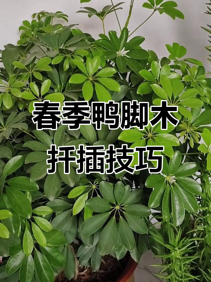 春季扦插鸭脚木,水培法让根系更发达