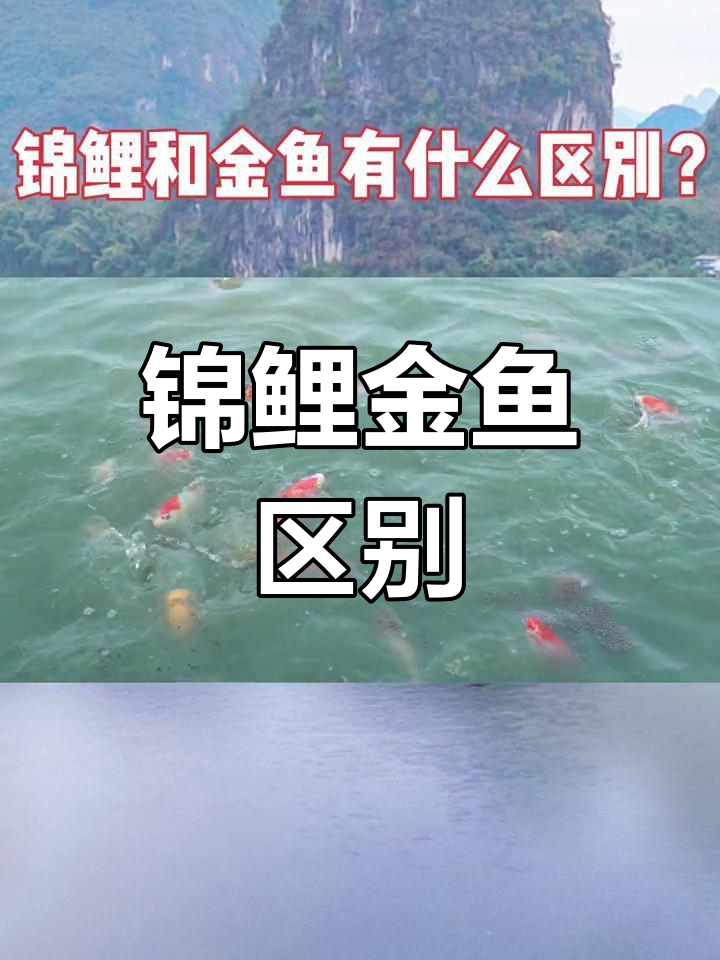 锦鲤与金鱼的差异解析