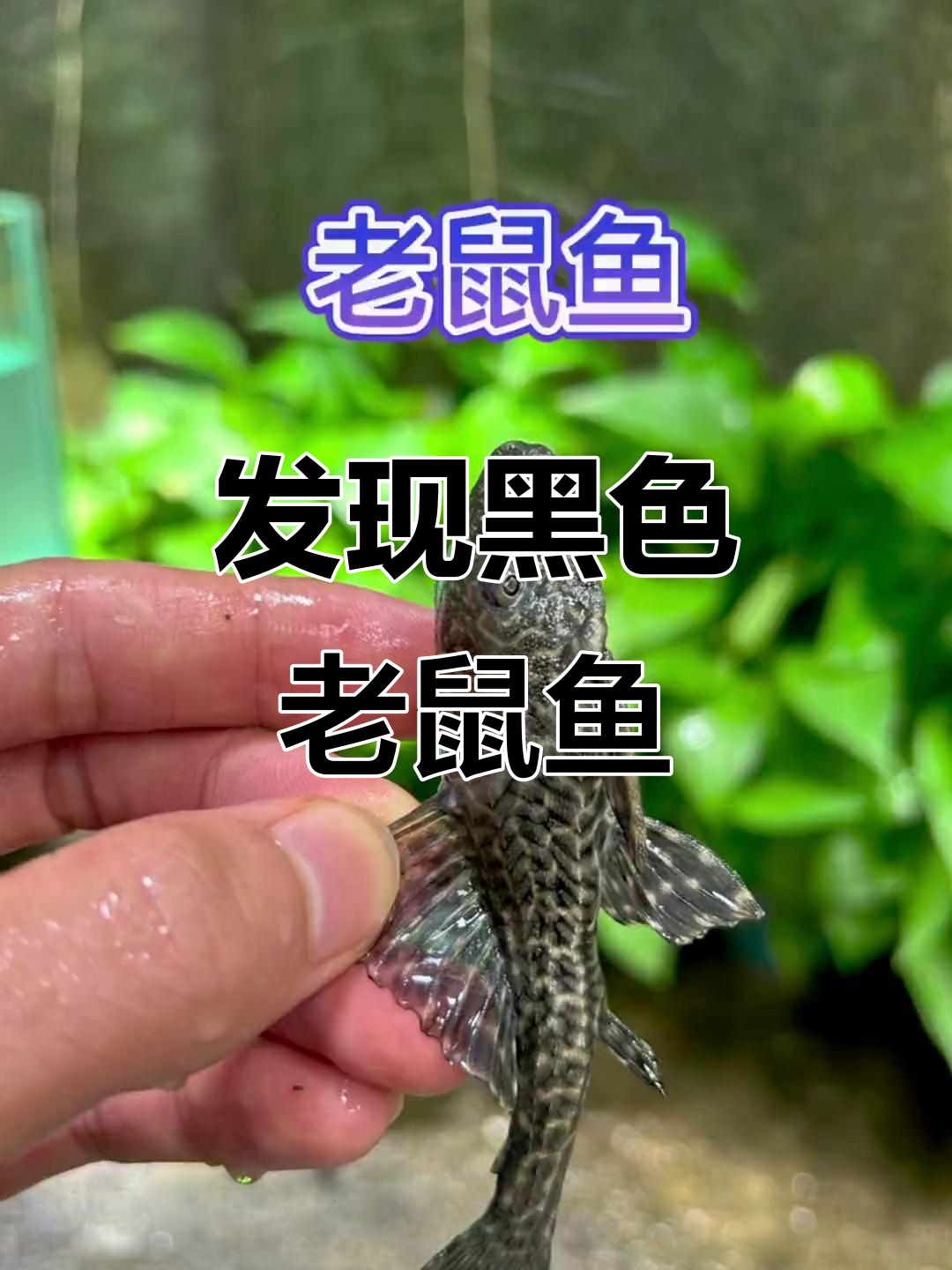 抓到一条非洲老鼠鱼,颜色竟然这么特别!