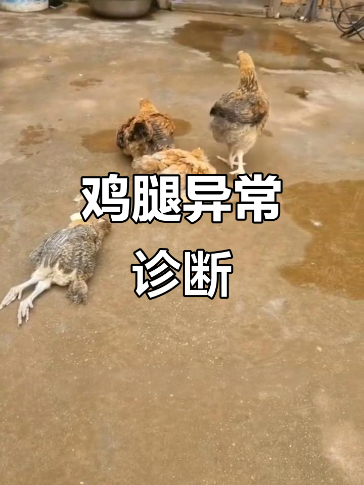 鸡腿异常?剪开检查黄色粘液,判断滑囊炎