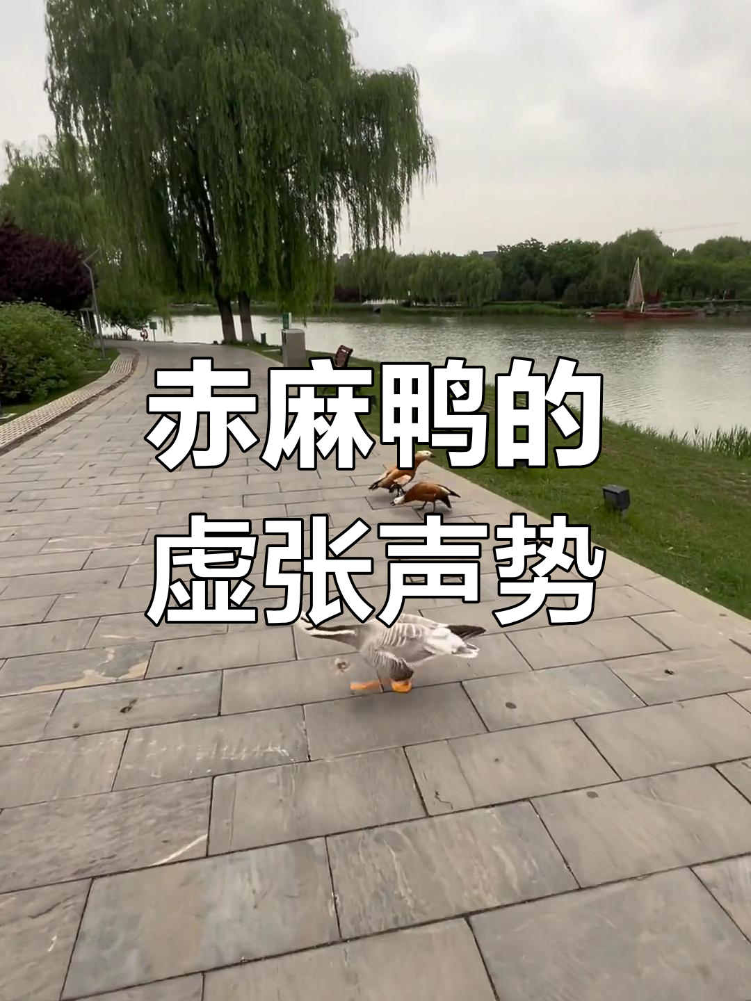 赤麻鸭叫声威猛,实力却堪忧,打架靠气势而非真本事