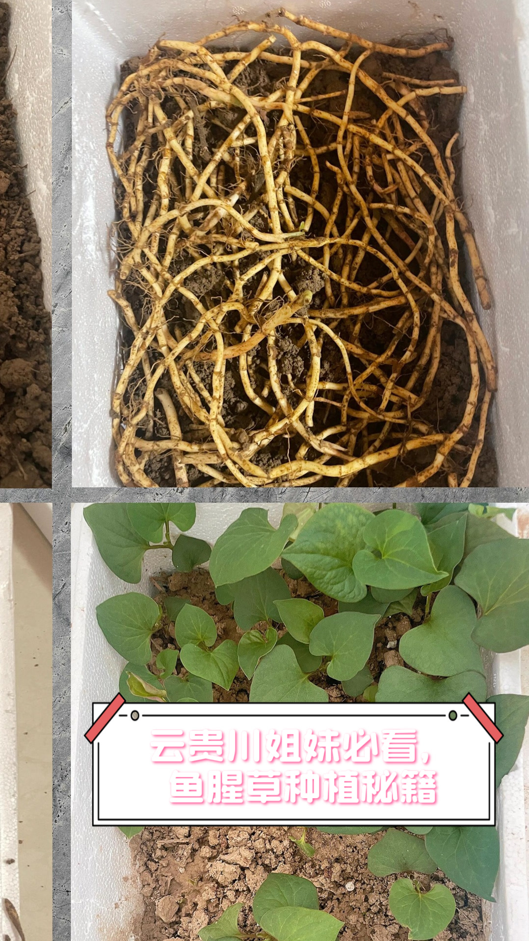 云贵川姐妹必看，鱼腥草种植秘籍