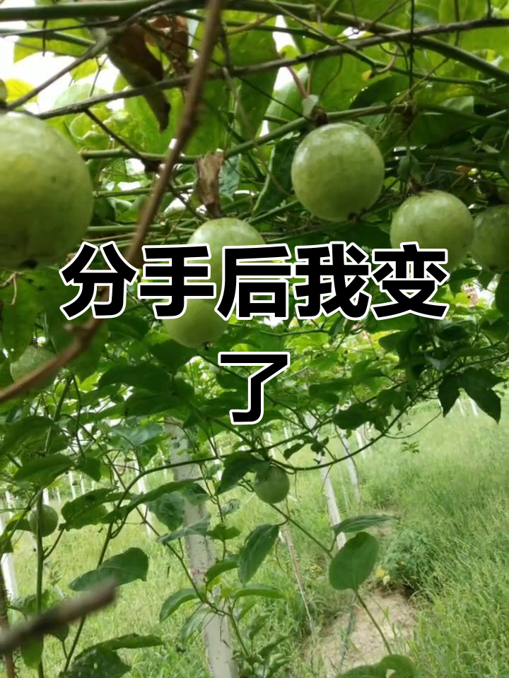 分手后的疯狂生活,厨师沙拉变炸衣,每天都玩得不亦乐乎