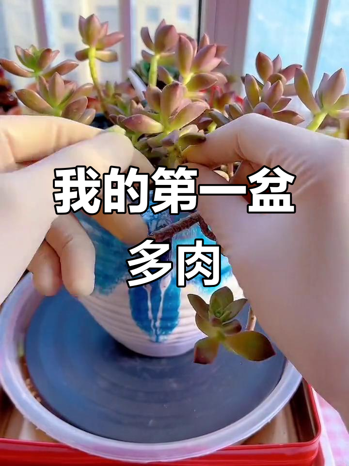 从邻居送的姬胧月开始,我的多肉植物之路