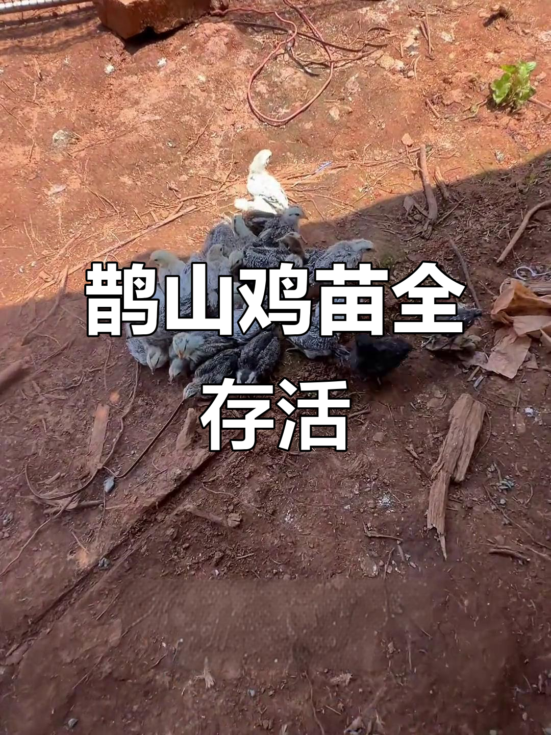 22天鹊山鸡苗成活率100%,散养基地改造大行动