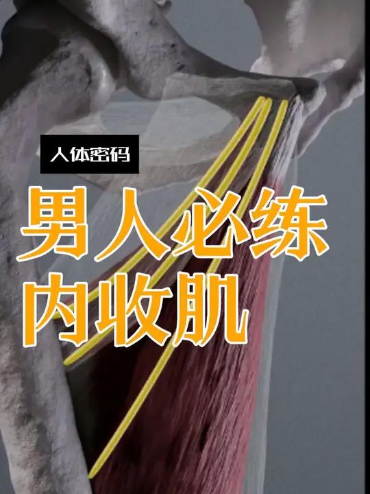 内收肌不是一条肌肉,而是四层结构,从骨盆连到股骨,像一套把力量锁住的底盘系统