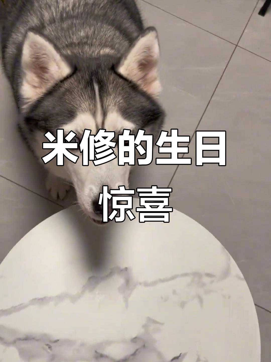 米修一岁生日快乐,亲手做蛋糕庆祝!