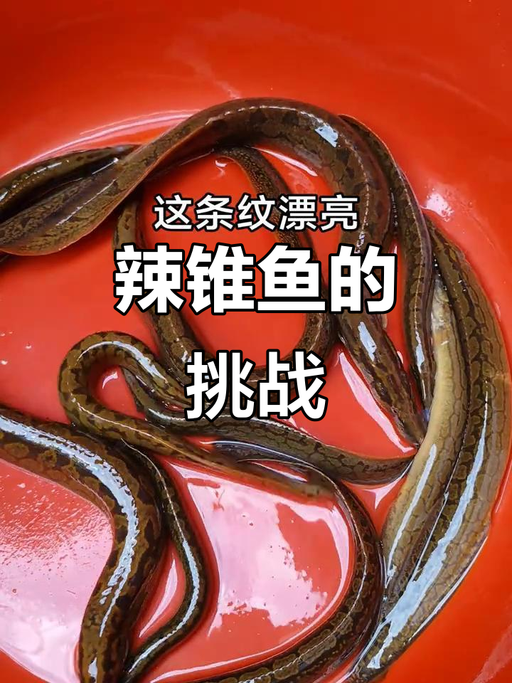 辣锥鱼:像蛇一样难搞的神秘生物