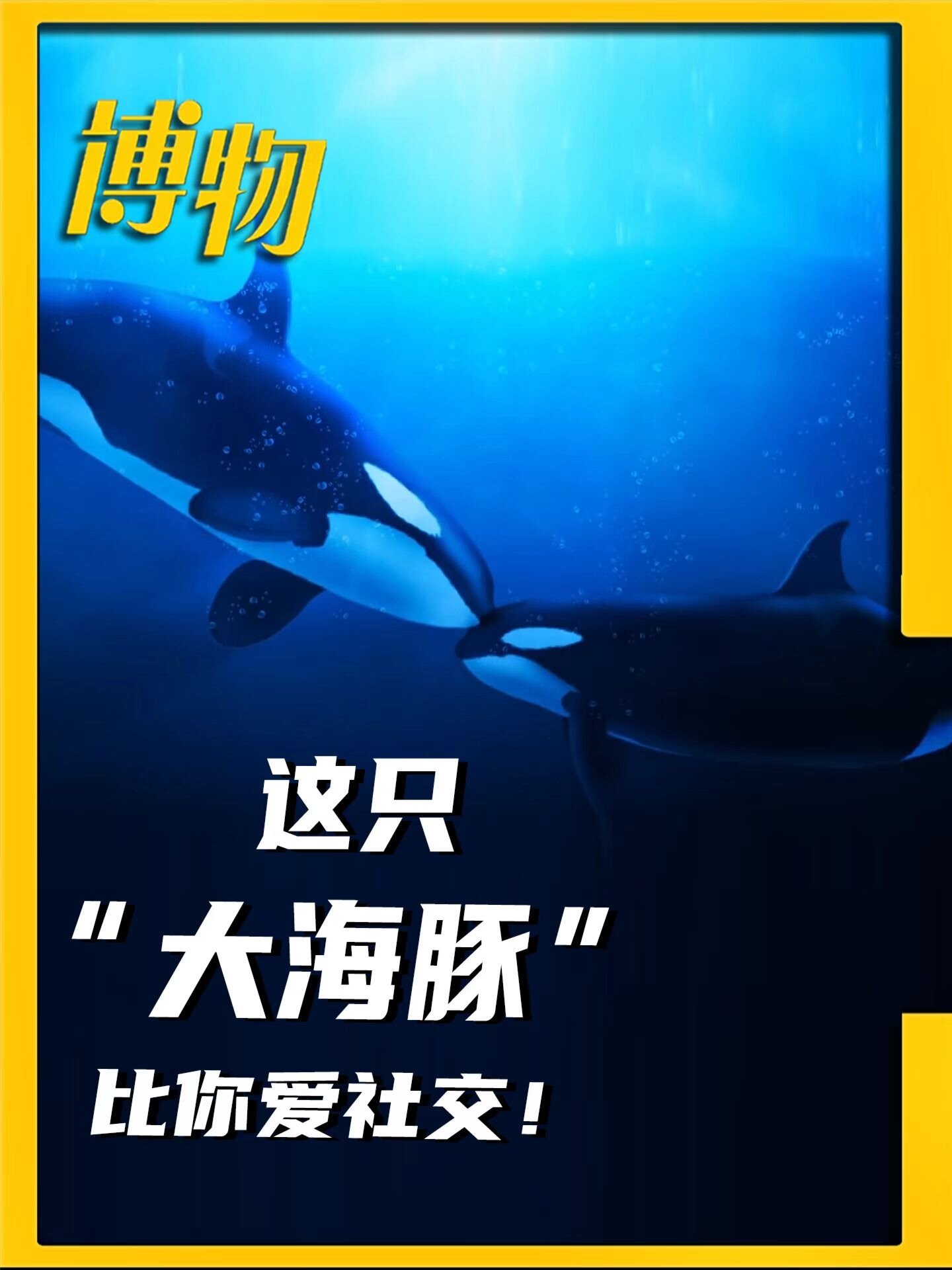 世界上最凶猛的鲸鱼其实是一种海豚?