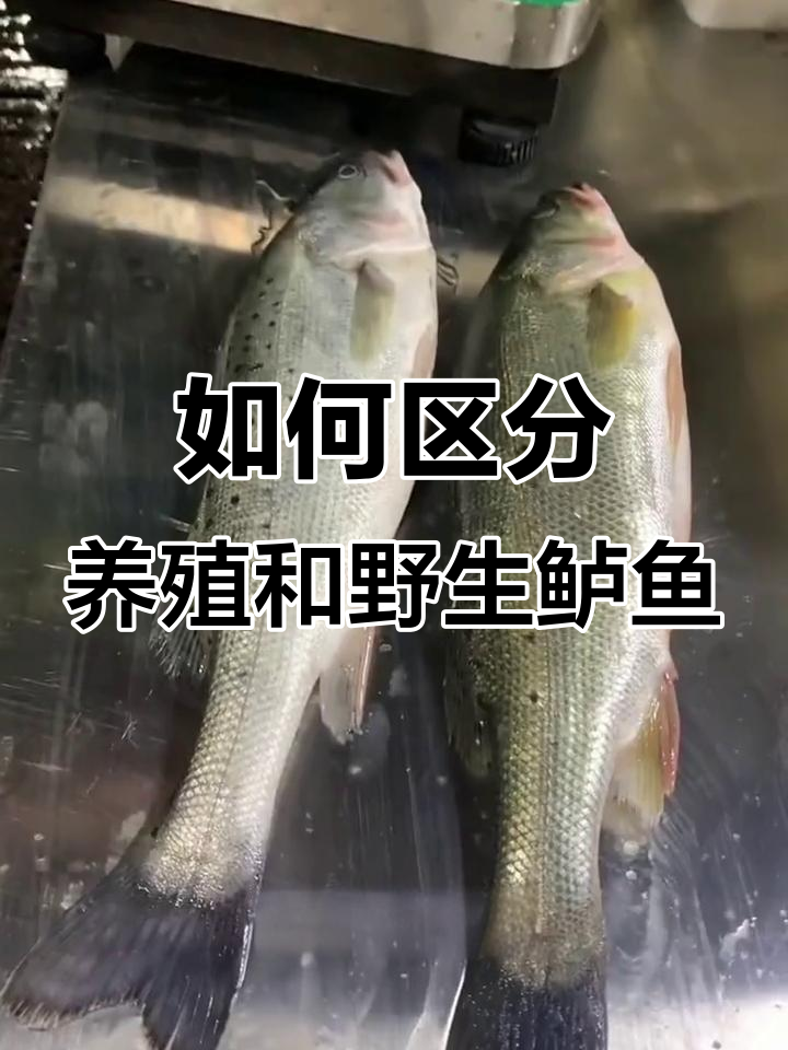 养殖鲈鱼与野生鲈鱼的辨别技巧,口感差异大揭秘