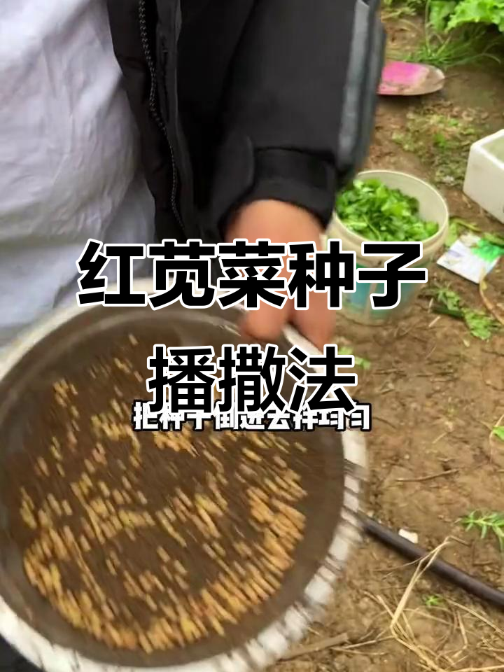 阳台种菜小技巧:如何均匀播种红苋菜