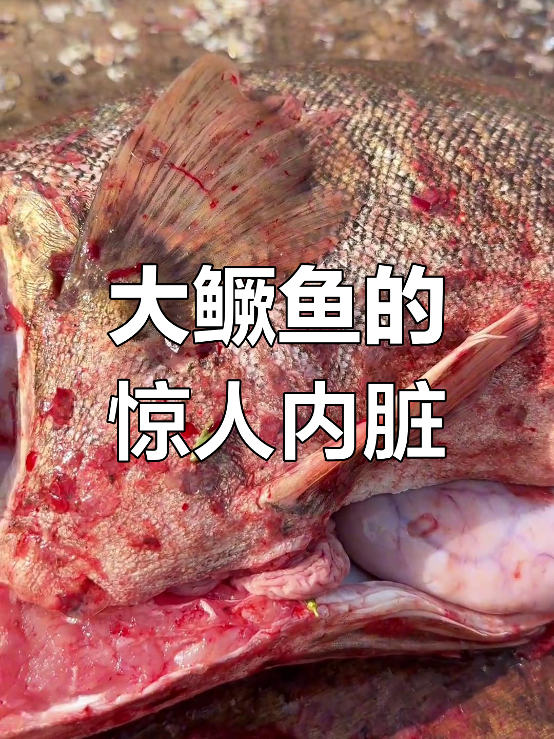 十斤大鳜鱼,内脏竟然只有一截肠子!