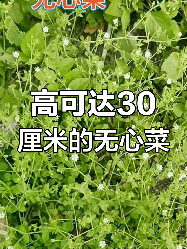 无心菜:石竹科的一年生草本植物