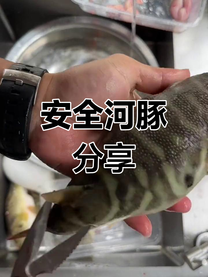 自家养殖河豚,安全处理后享用,非专业勿试!