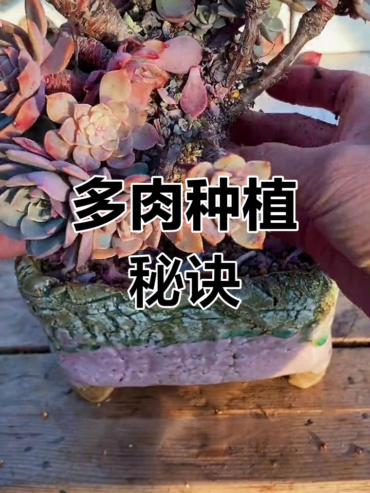 多肉生长不只是浇水,选土也很重要,否则容易散群