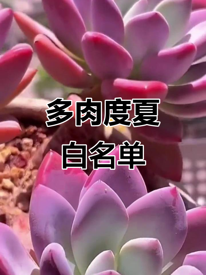 夏季必养多肉植物推荐,颜值与生命力并存
