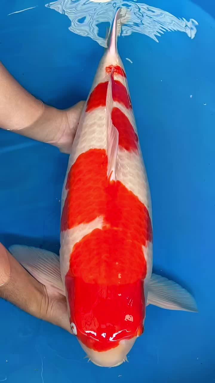 红白锦鲤 精品锦鲤 见锦鲤者发发发 观赏鱼直播间 观赏鱼锦鲤 好贵气的鲤鱼