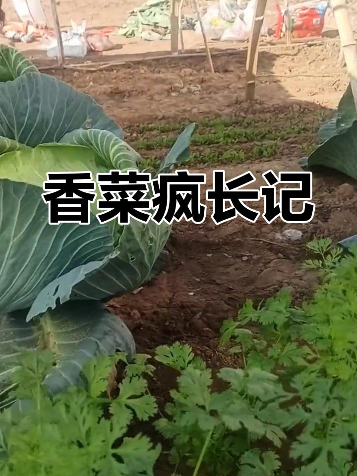 香菜长成小树,塑料棚里的菜大丰收!